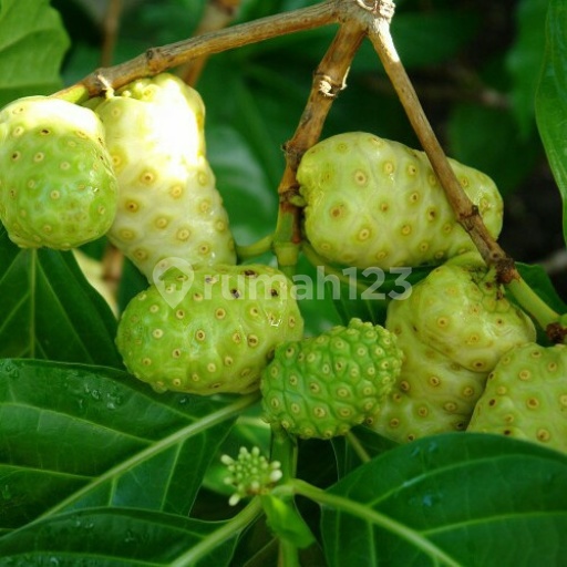 Picture Teras123 337