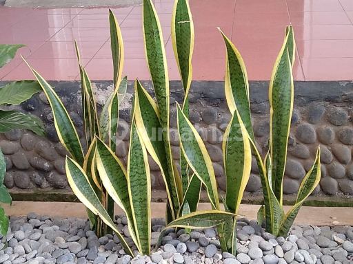 Picture Teras123 848