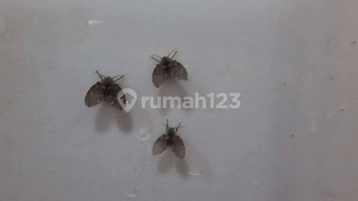 Picture Teras123 105