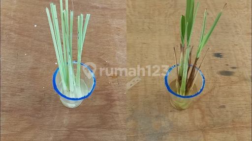 Picture Teras123 553