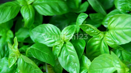 Picture Teras123 851