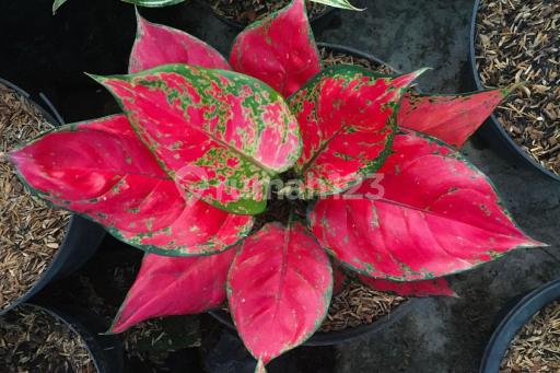 Picture Teras123 769