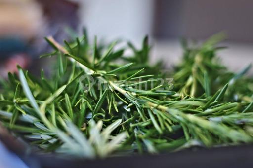 Picture Teras123 630