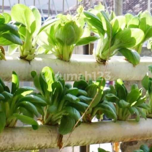 Picture Teras123 383