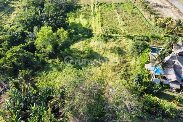 Dijual Tanah 29 5 Are Batuan Sukawati Gianyar Lingkungan Villa View