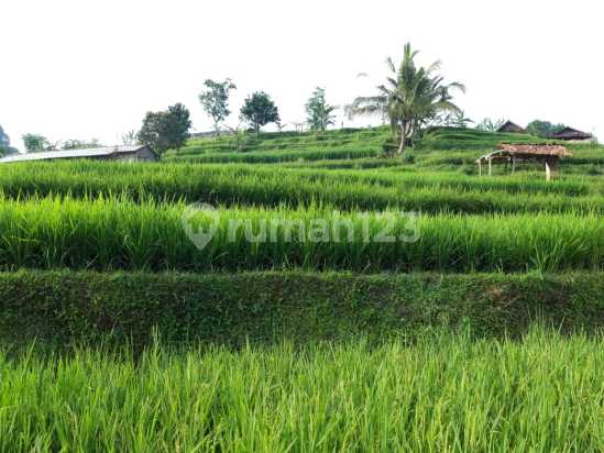 Tanah Strategis Siap Bangun Di Cipanas Bogor 