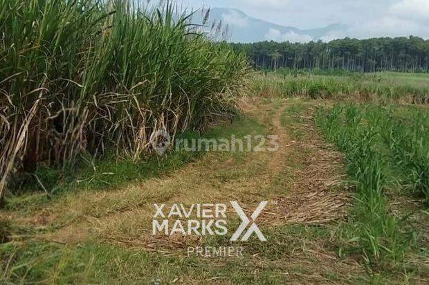 Tanah Luas di Toyomarto Singosari Malang Lokasi Strategis 
