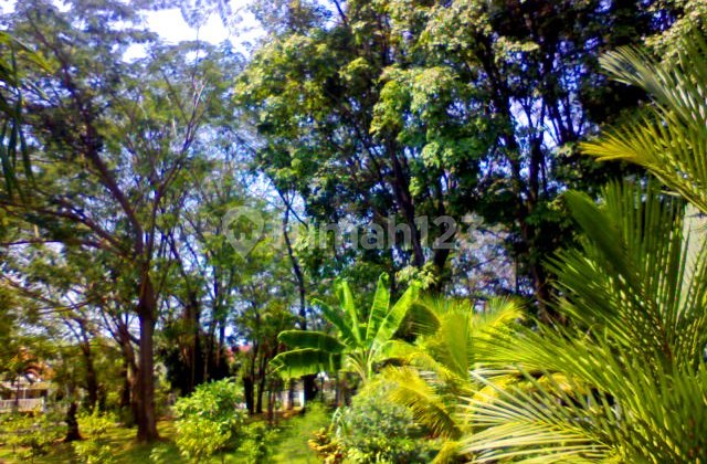 Classic House, Nice Garden And Pool, Furnished, Park View