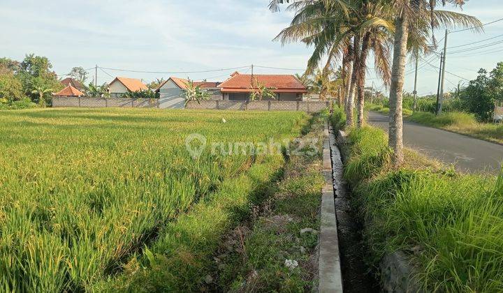 Susususperr Deal Di Jual Tanah Lokasi Kemenuh Ubud Gianyar 2