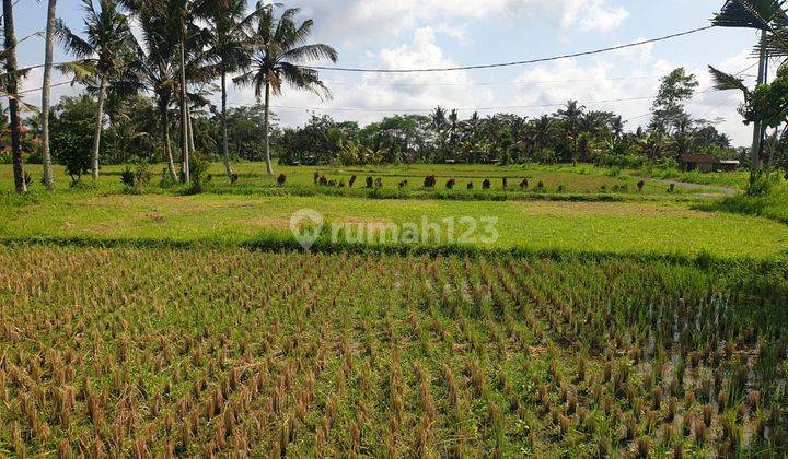 SURE CLOSING FOR SALE LAND IN PEJENG UBUD GIANYAR LOCATION 2