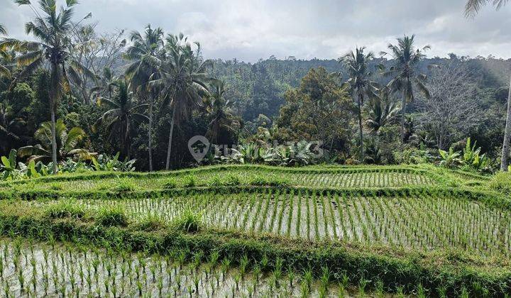 SURE DEAL FOR SALE LAND LOCATION FRUIT PAYANGAN UBUD GIANYAR 1