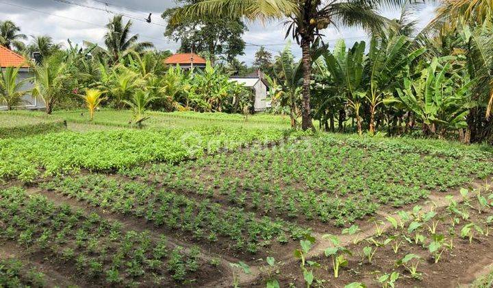 Disewakan Tanah Lokasi Singakerta Ubud Gianyar 2