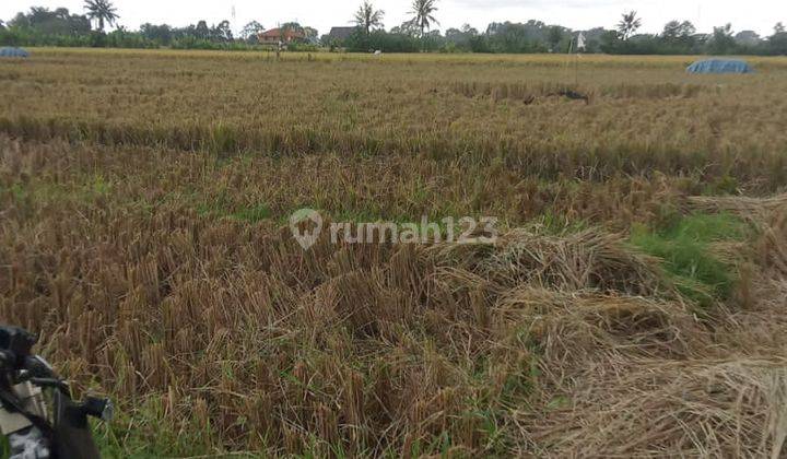 Disewakan Tanah Lokasi Kaba Tabanan Bali 1