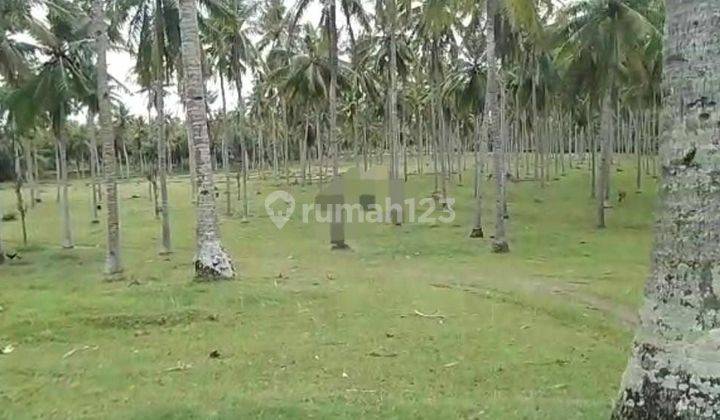 PASTI DEAL DI JUAL TANAH LOKASI MELAYA JEMBRANA  1