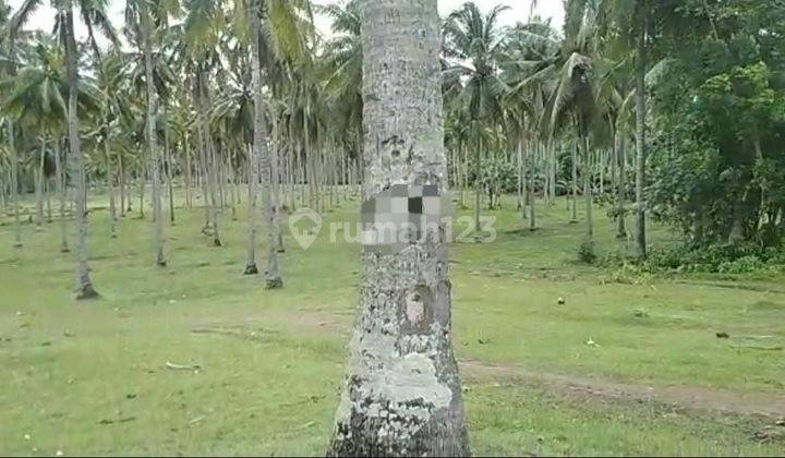 PASTI DEAL DI JUAL TANAH LOKASI MELAYA JEMBRANA  2