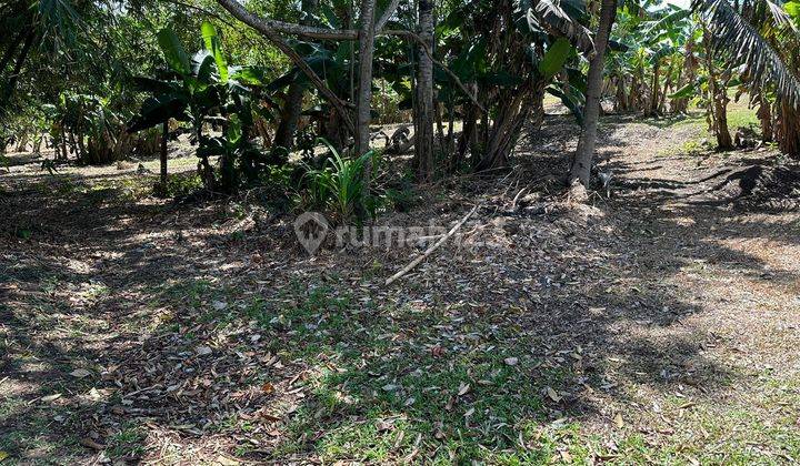 DEAL DEAL IN LAND RENT LOSS SUNGAI LOCATION LAND LOT KEDIRI TABANAN  1