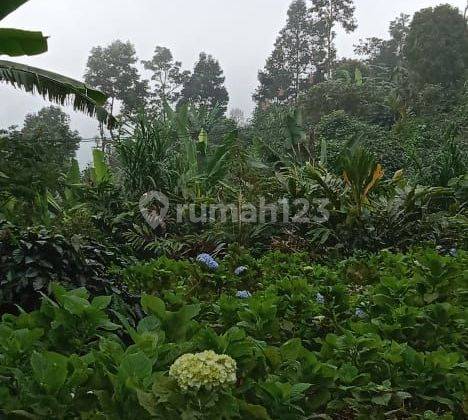 SURELY CLOSED FOR SALE LAND IN MUNDUK BULELENG LOCATION 1