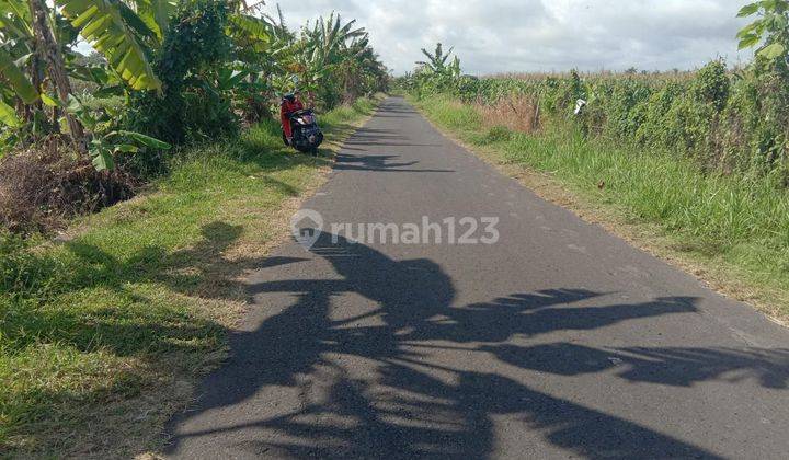 PASTI DEAL DI JUAL TANAH LOSS SUNGAI LOKASI ABIAN KAPAS BERABAN SELEMADEG TABANAN 2