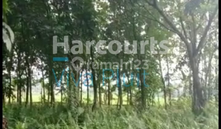 Tanah di Klapanunggal, Cikahuripan, Cileungsi, Bogor. Harga Murah 1