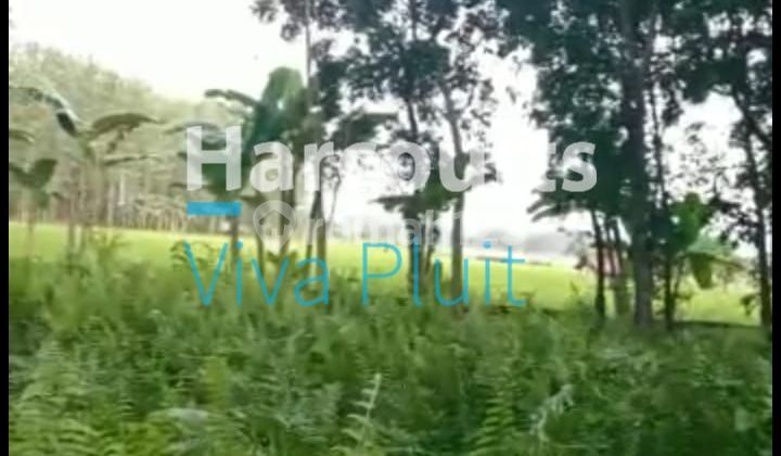 Tanah di Klapanunggal, Cikahuripan, Cileungsi, Bogor. Harga Murah 2