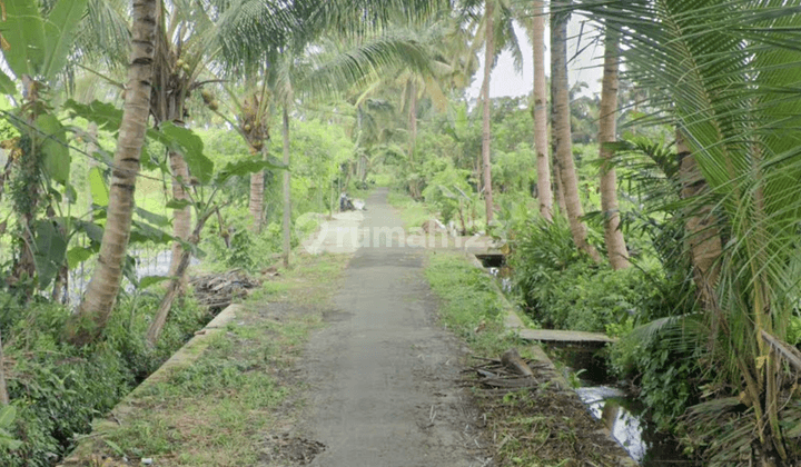 Tanah Murah Area Turi Utara Obelix Pedesaan 2