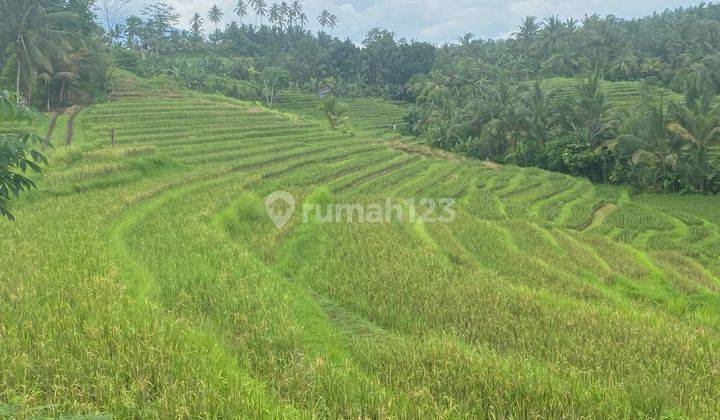 Tanah Kosong Daerah Kebun Dan Pertanian 1