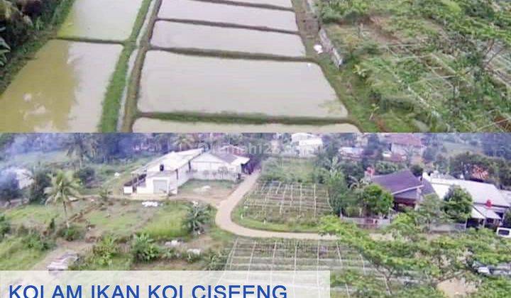 Tanah Beserta Kolam Koi Empang Murah di Karihkil Ciseeng, Bogor 1