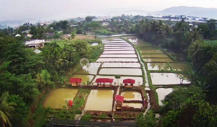 Tanah Beserta Kolam Koi Empang Murah di Karihkil Ciseeng, Bogor 2