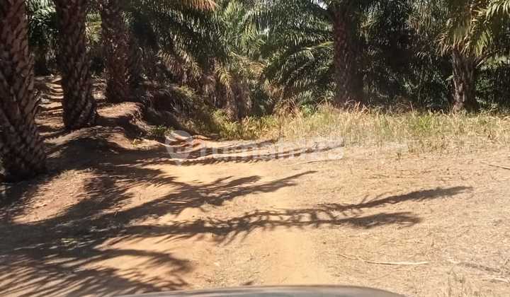 Lahan TERLUAS dan TERMURAH di Pandeglang, Banten