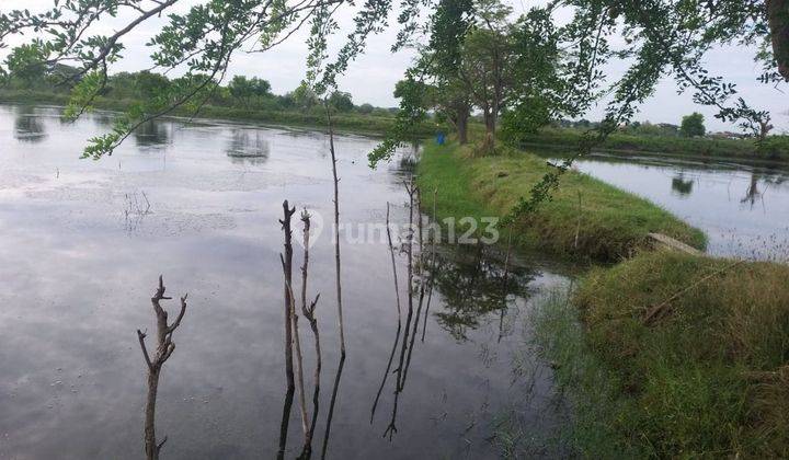 Dijual Tambak Aktif Murah Udang Bandeng Lokasi Sidayu Gresik  1