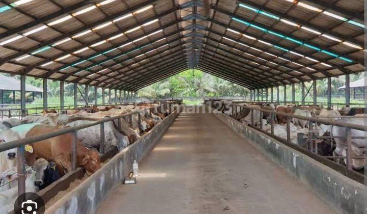 Jual Cepat Lahan Bekas Kandang Sapi Lokasi Jl Raya Mojosari Pacet Kab. Mojokerto  1