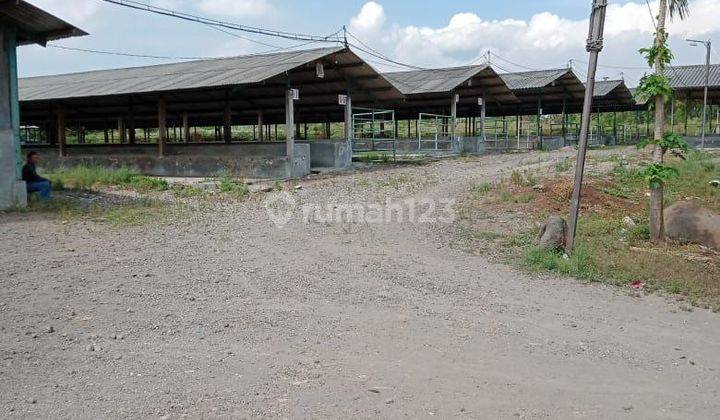 Jual Cepat Lahan Bekas Kandang Sapi Lokasi Jl Raya Mojosari Pacet Kab. Mojokerto  2