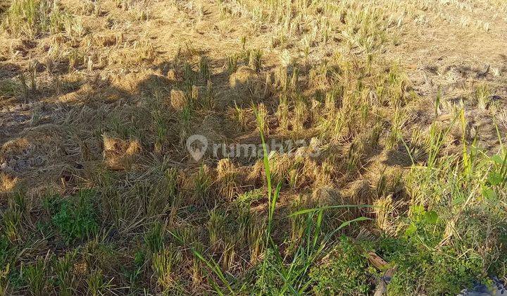 Dijual Lahan Bekas Sawah Kering Prospek Perumahan Lokasi Benowo Surabaya Barat 1