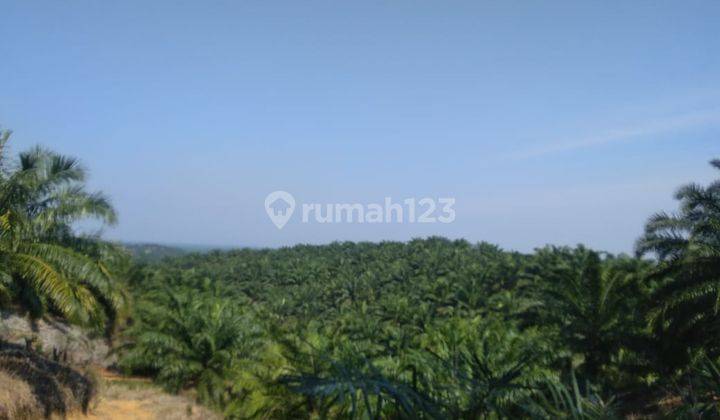 Termurah.. Lahan sawit 425HA legalitas valid di Bengkulu Utara 2