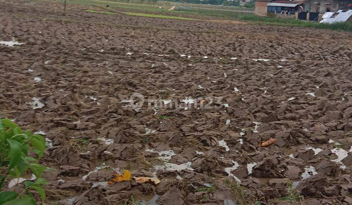 Tanah bagus untuk claster 2