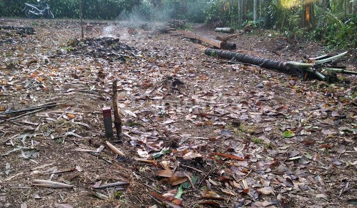 Investasi Terbaik Tanah Karangreja Kutasari Purbalingga