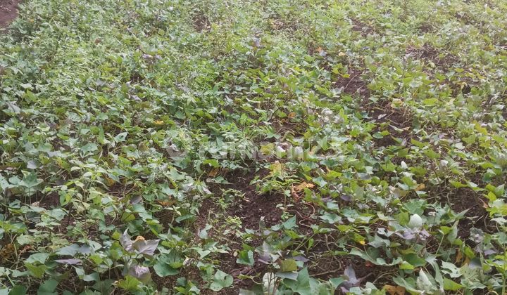 Jual Tanah Wirasana Dekat Perumahan Ayana 40.5 Ubin Boleh Nyempil 1