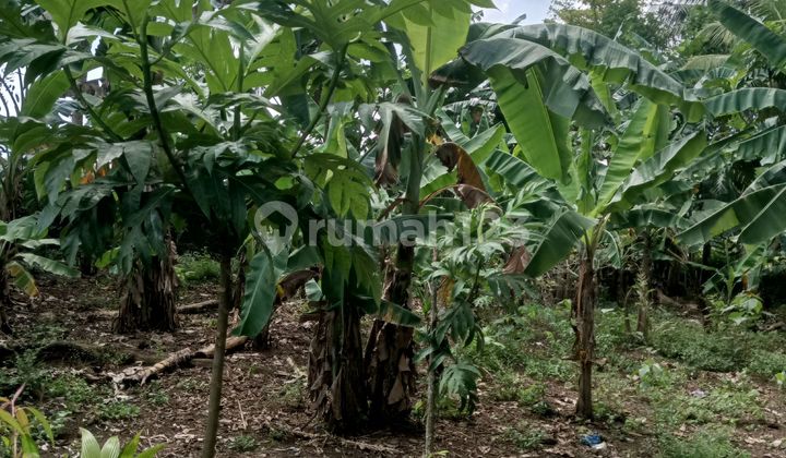 Land for Sale in Karangpetir, Kalimanah, Purbalingga Land for Sale in Karangpetir, Kalimanah, Purbalingga