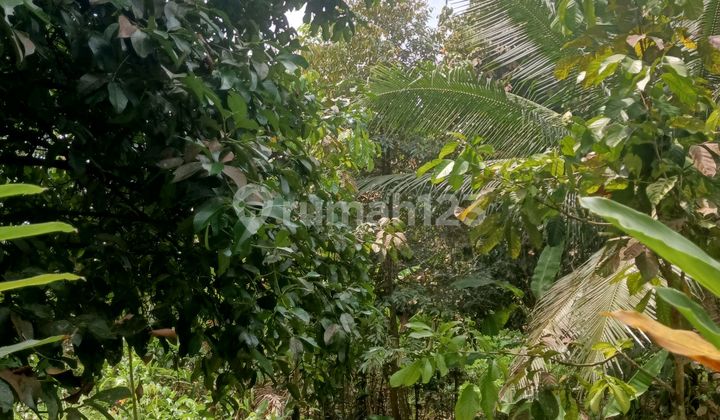 Dijual Tanah Bonus Rumah+warung+kolam Di Mrebet Purbalingga