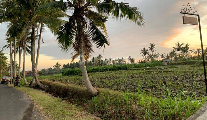 Land For Rent Jungle View In Kemenuh Ubud 1