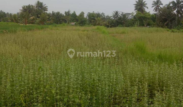 Cheap land for sale with rice field views in Pejeng Ubud 1