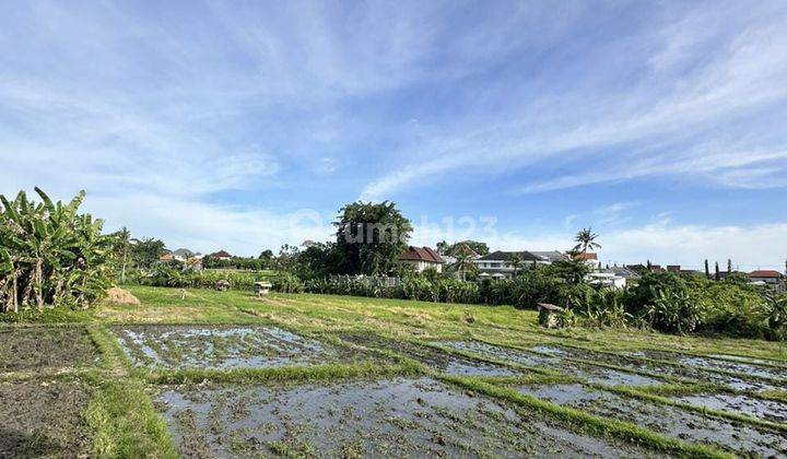 For Sale Cheap Land with Rice Field View in Umalas Kuwum 1