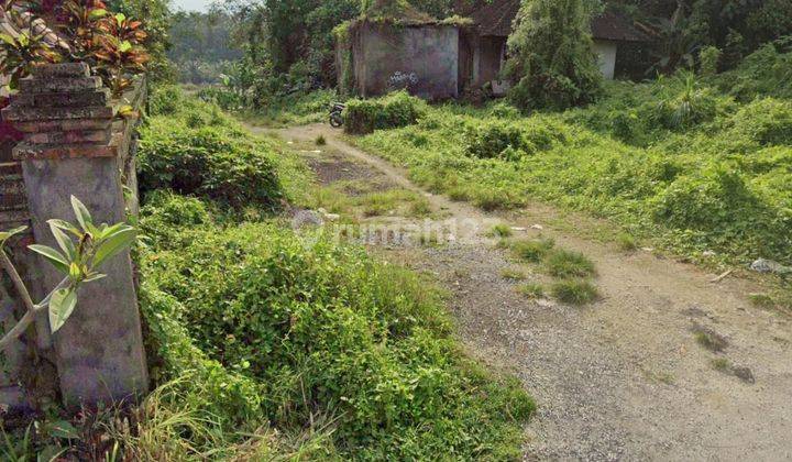 Land for Sale with Rice Field View on Jalan Raya Semana Ubud 1