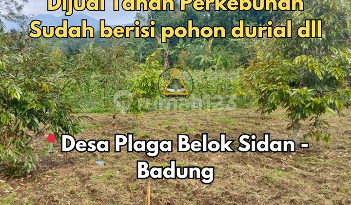 Dijual Tanah Perkebunan Lokasidi Desa Plaga Belok Sidan - Badung Dijual Tanah Perkebunan Lokasidi Desa Plaga Belok Sidan - Badung