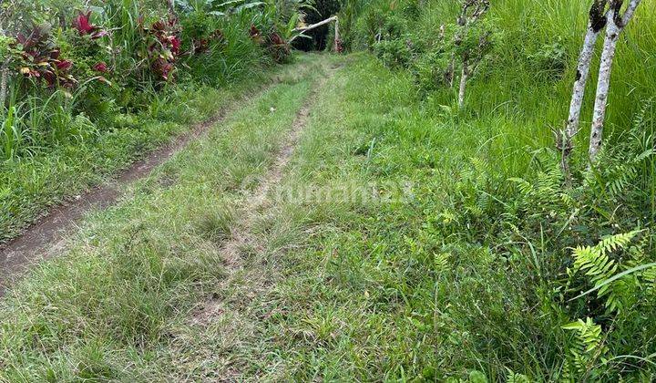 Cheap Land for Sale Located in Tegalalang Ubud 2