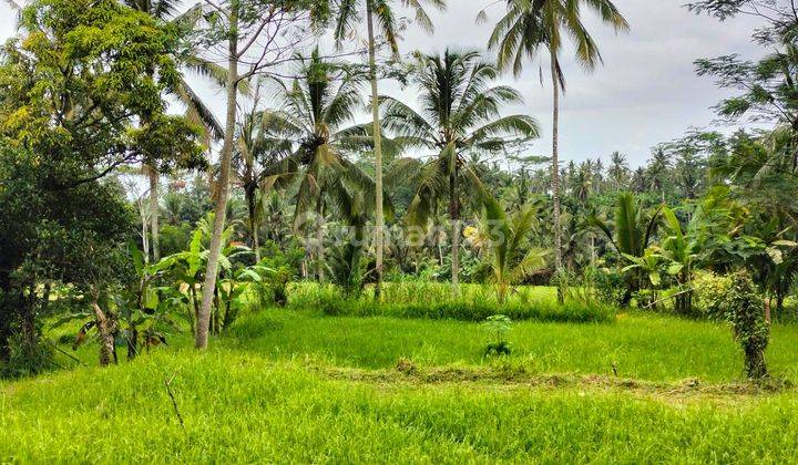 Tanah Datar Dengan View Sawah Dan Jungle di Ubud 1