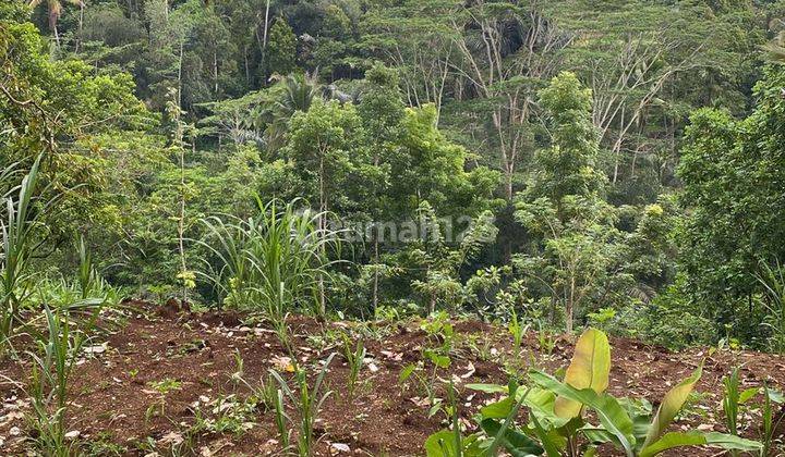 Tanah Premium Dengan View Alam Yg Indah di Ubud 1