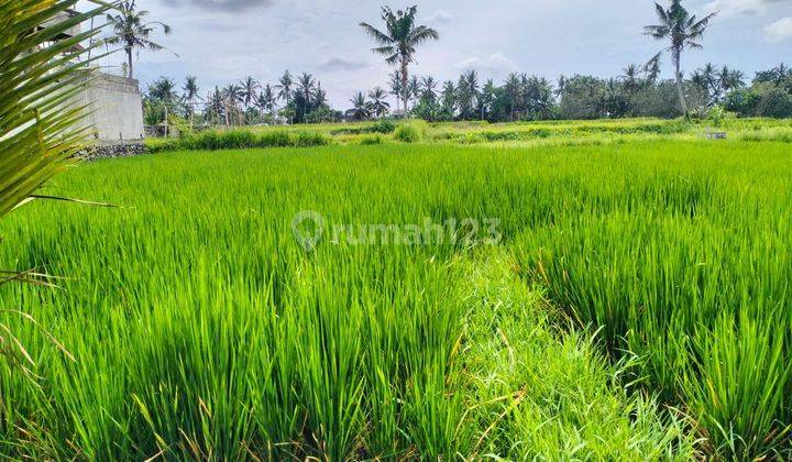 Dijual Tanah Premium View Sawah di Kemenuh Ubud 1