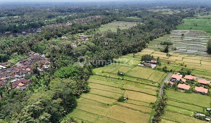 Tanah Kavling Murah View Sawah di Pejeng Tampak Siring Ubud 1