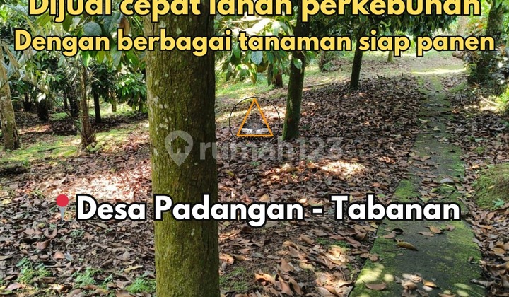 For Sale Quick Durian Orchard Land Ready for Harvest Location in Tabanan For Sale Quick Durian Orchard Land Ready for Harvest Location in Tabanan
